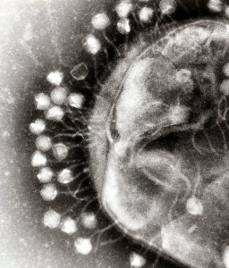 Phage